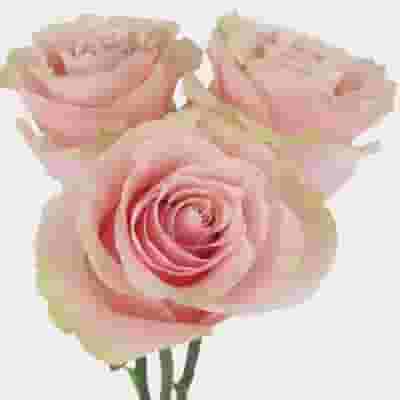 Rose Mondial Pink 50cm Bulk