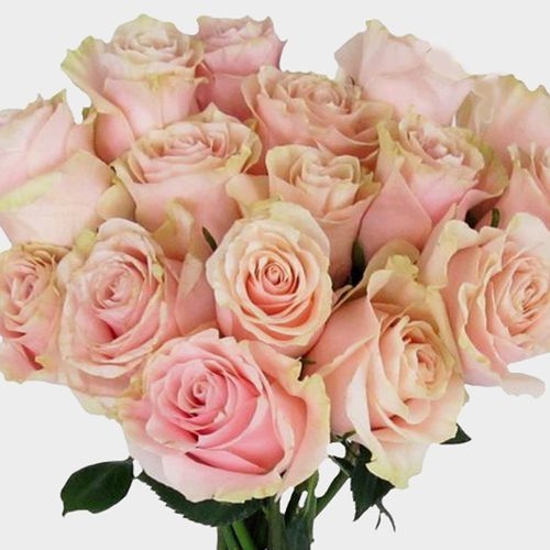 Rose Mondial Pink 50cm Bulk