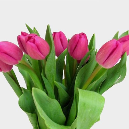 Tulip Hot Pink Whole Blooms By