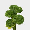 Green Ranunculus Flower