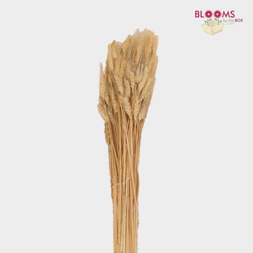 Bulk flowers online - Natural Wheat