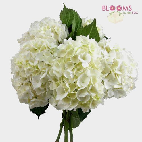 Hydrangea Green Antique Flower - Wholesale - Blooms By The Box