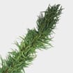 Garland Single Green - 12 Feet