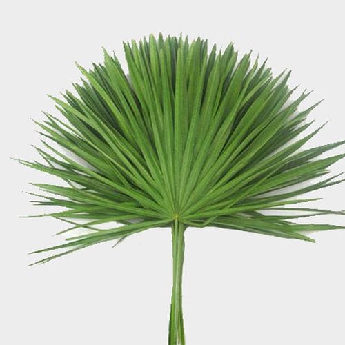 Wholesale flowers prices - buy Palmetto in bulk