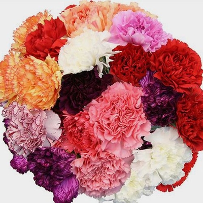 Carnations Assorted Colors Fancy Bulk - Wholesale - Blooms By The Box