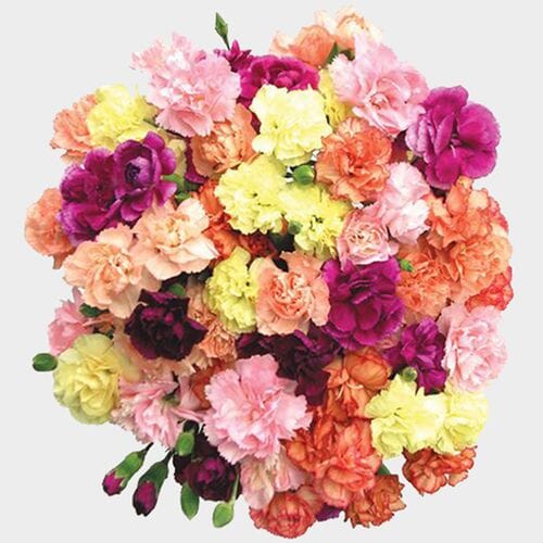 Bulk flowers online - Carnations Assorted Novelty Colors Fancy Bulk