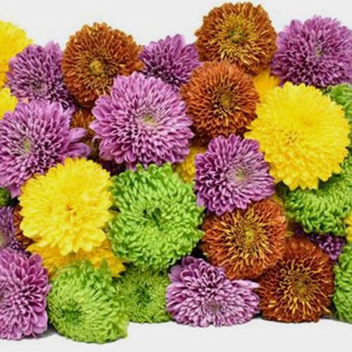 Wholesale flowers prices - buy Mum Ball Assorted Flowers Bulk in bulk