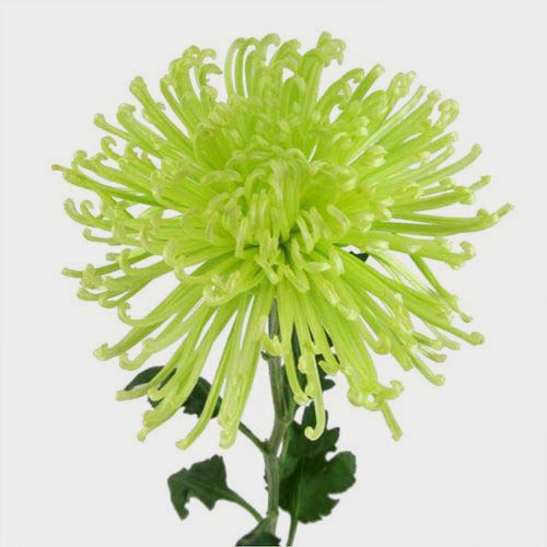 Spider Anastasia Flowers Assorted Bulk