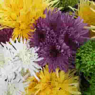 Spider Anastasia Flowers Assorted Bulk