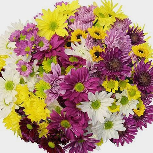 Wholesale flowers prices - buy Cushion Pompons Assorted Bulk in bulk