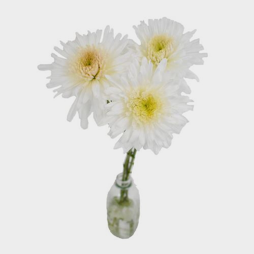 White Maisy Flower Bulk Pack