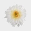 White Maisy Flower Bulk Pack