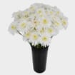 White Maisy Flower Bulk Pack