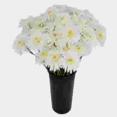 White Maisy Flower Bulk Pack