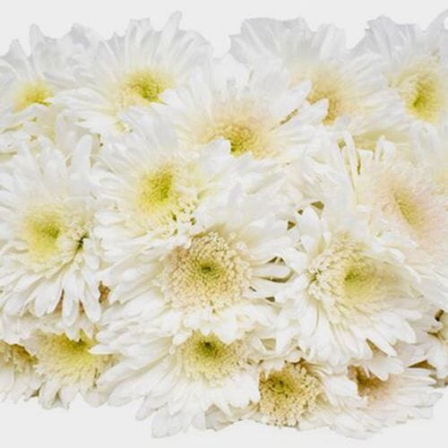 Bulk flowers online - White Maisy Flower Bulk Pack