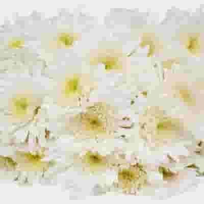 White Maisy Flower Bulk Pack