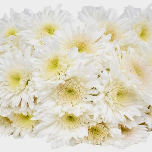 White Maisy Flower Bulk Pack