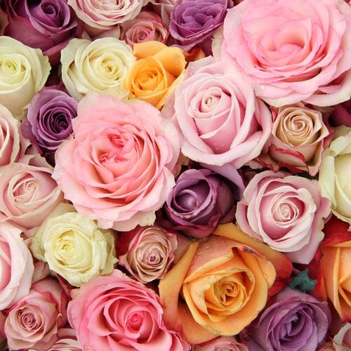 Bulk flowers online - Rose Assorted Colors 40cm Bulk