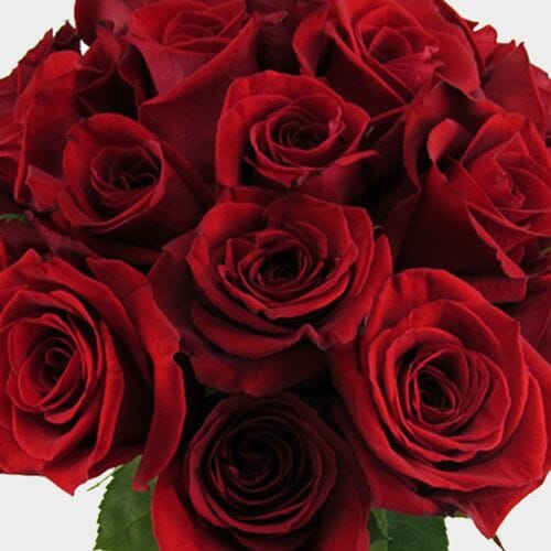 Bulk flowers online - Red Rose Freedom 50cm Bulk