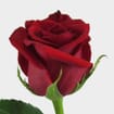 Red Rose Freedom 50cm Bulk