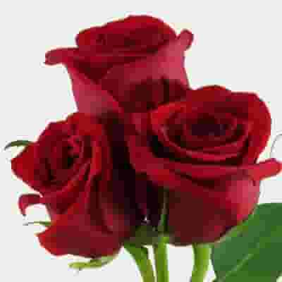 Red Rose Freedom 50cm Bulk