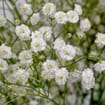 Gypsophila Beauty Bride Flowers Bulk Pack