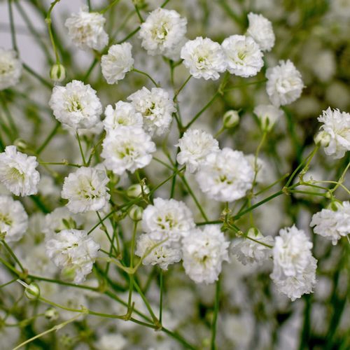 Gypsophila Beauty Bride Flowers Bulk Pack - Wholesale - Blooms By The Box