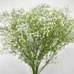 Gypsophila Beauty Bride Flowers Bulk Pack