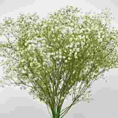 Gypsophila Beauty Bride Flowers Bulk Pack