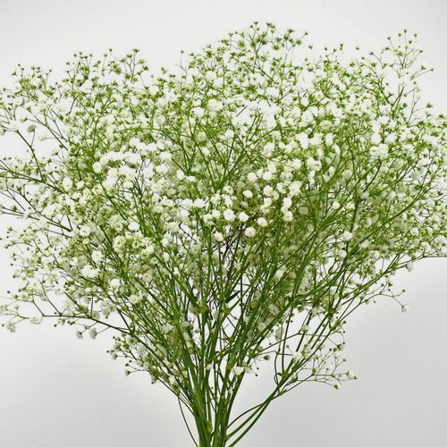 Gypsophila Beauty Bride Flowers Bulk Pack - Wholesale - Blooms By The Box