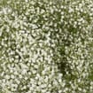 Gypsophila Beauty Bride Flowers Bulk Pack