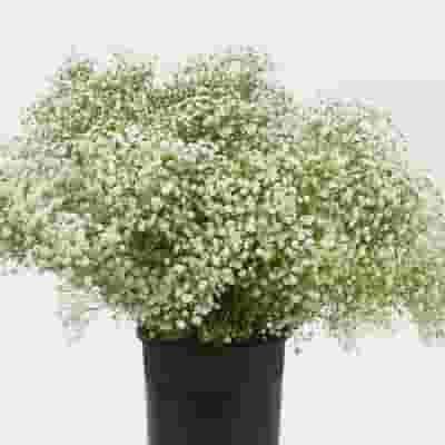 Gypsophila Beauty Bride Flowers Bulk Pack