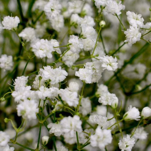 Gypsophila Cosmic Flowers Bulk Pack