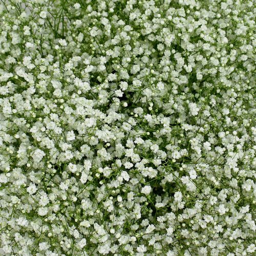 Gypsophila Cosmic Flowers Bulk Pack