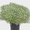 Gypsophila Cosmic Flowers Bulk Pack