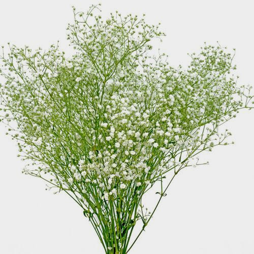 Gypsophila Cosmic Flowers Bulk Pack