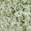 Gypsophila Wild Pearl Flowers Bulk Pack