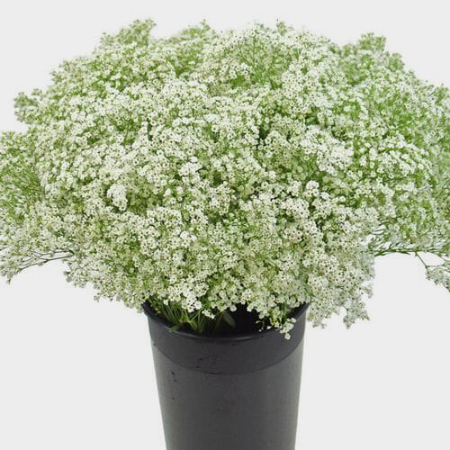 Baby's Breath Dyed Blue, Red or Green buy bulk flowers- JR Roses