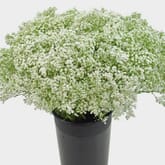 Gypsophila Wild Pearl Flowers Bulk Pack