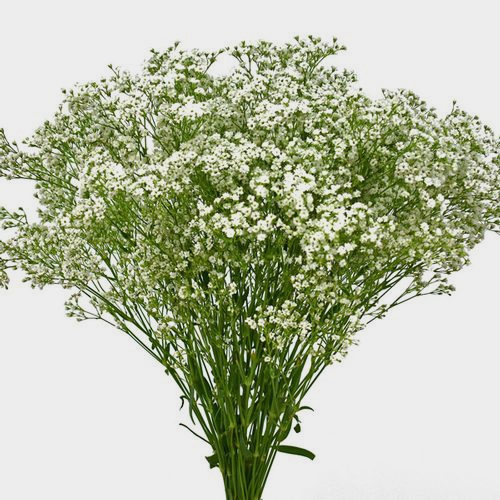 Gypsophila Wild Pearl Flowers Bulk Pack - Wholesale - Blooms By The Box