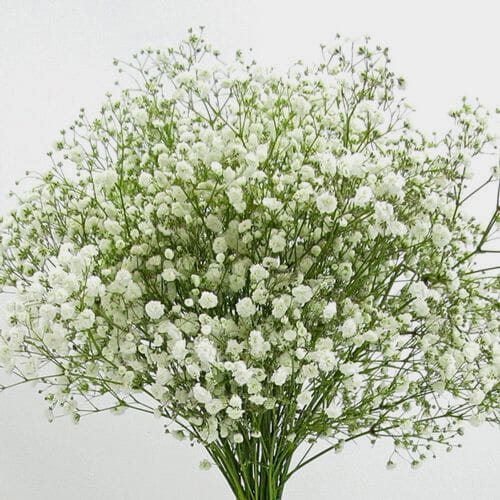 B.C...SALE 　gypsohila Flower Knit Gypsophila Excellence Bulk Pack - Wholesale - Blooms By The Box