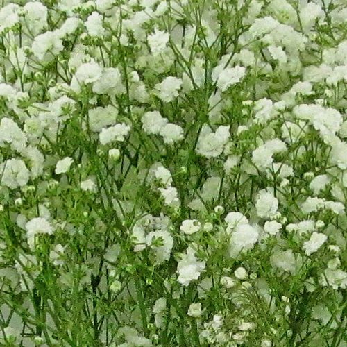Gypsophila Excellence Bulk Pack