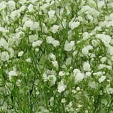 Gypsophila Excellence Bulk Pack