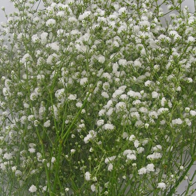 the small white flowers of gypsophila. wedding style Stock Photo