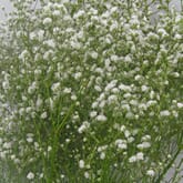 Gypsophila Bouquet Grade Bulk Pack