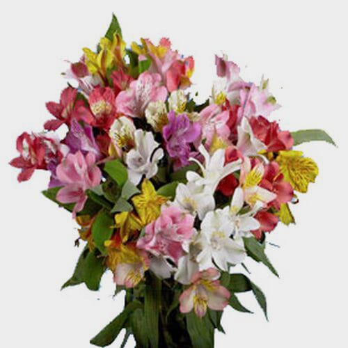 Wholesale flowers prices - buy Alstroemeria Super Select Assorted Bulk in bulk