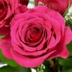 Rose Bouquet 12 Stem - Assorted Colors 50cm