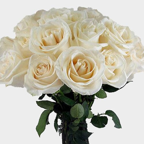 Wholesale flowers prices - buy Rose Bouquet 12 Stem - White Vendela 50 cm in bulk