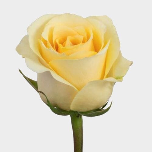 Bulk flowers online - Rose Butterscotch Cream 50cm