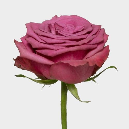 Bulk flowers online - Rose Blueberry 50cm